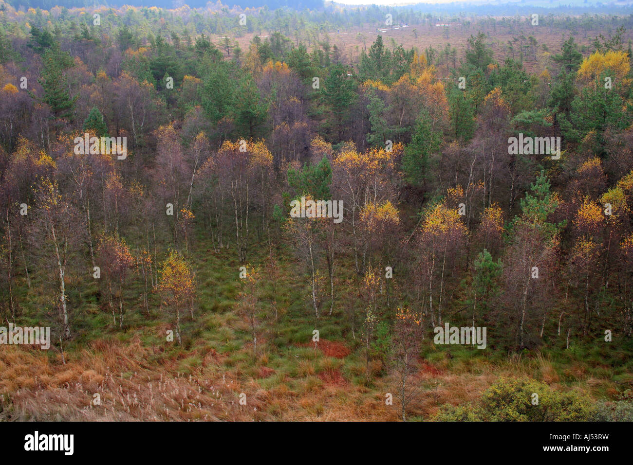 Bosque de otoño en páramos Schwarzes Moor Rhoen Franconia, Baviera, Alemania Europa Foto de stock