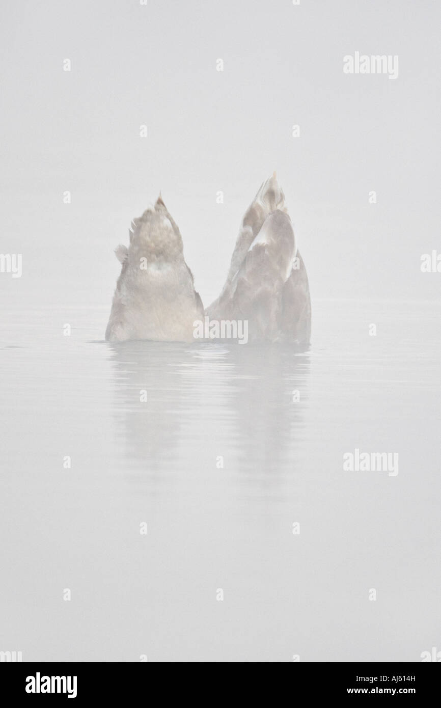 Par de cisnes mudos menores Cygnus olor de abajo a arriba en las primeras horas de la mañana la niebla paxton fosos cambridgeshire Foto de stock