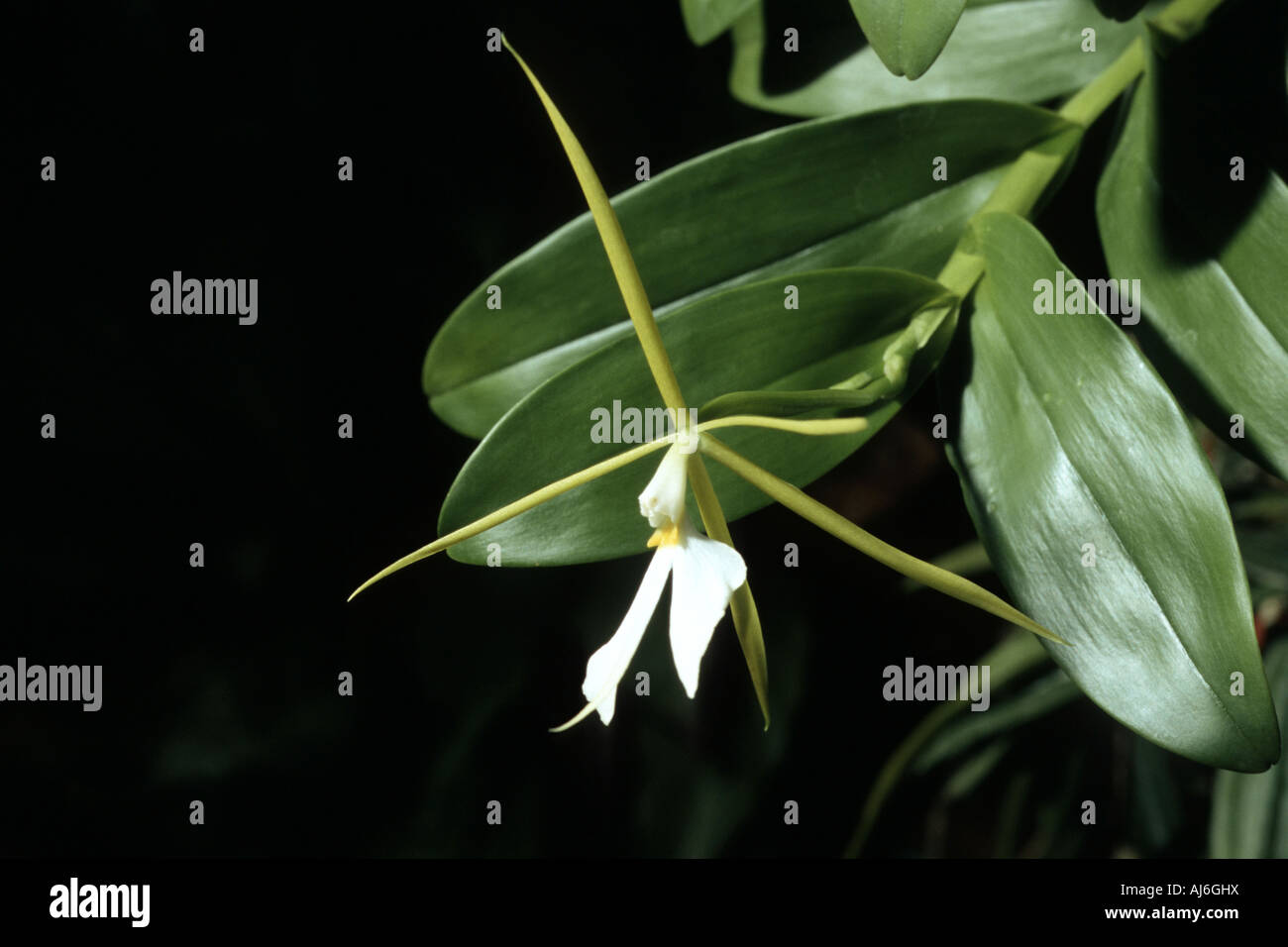 Orquídea noche perfumada epidendrum fotografías e imágenes de alta  resolución - Alamy