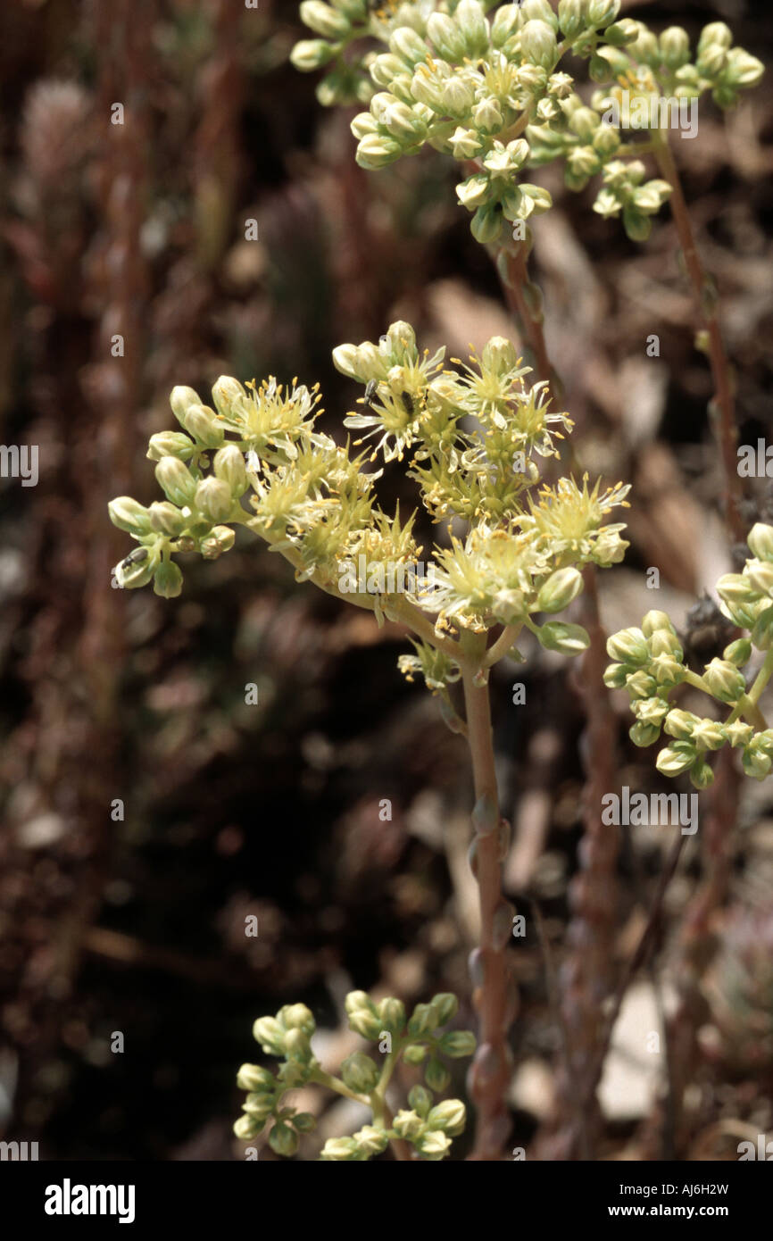 (Sedum sediforme Stonecrop pálido), floreciendo, Grecia, Creta Foto de stock