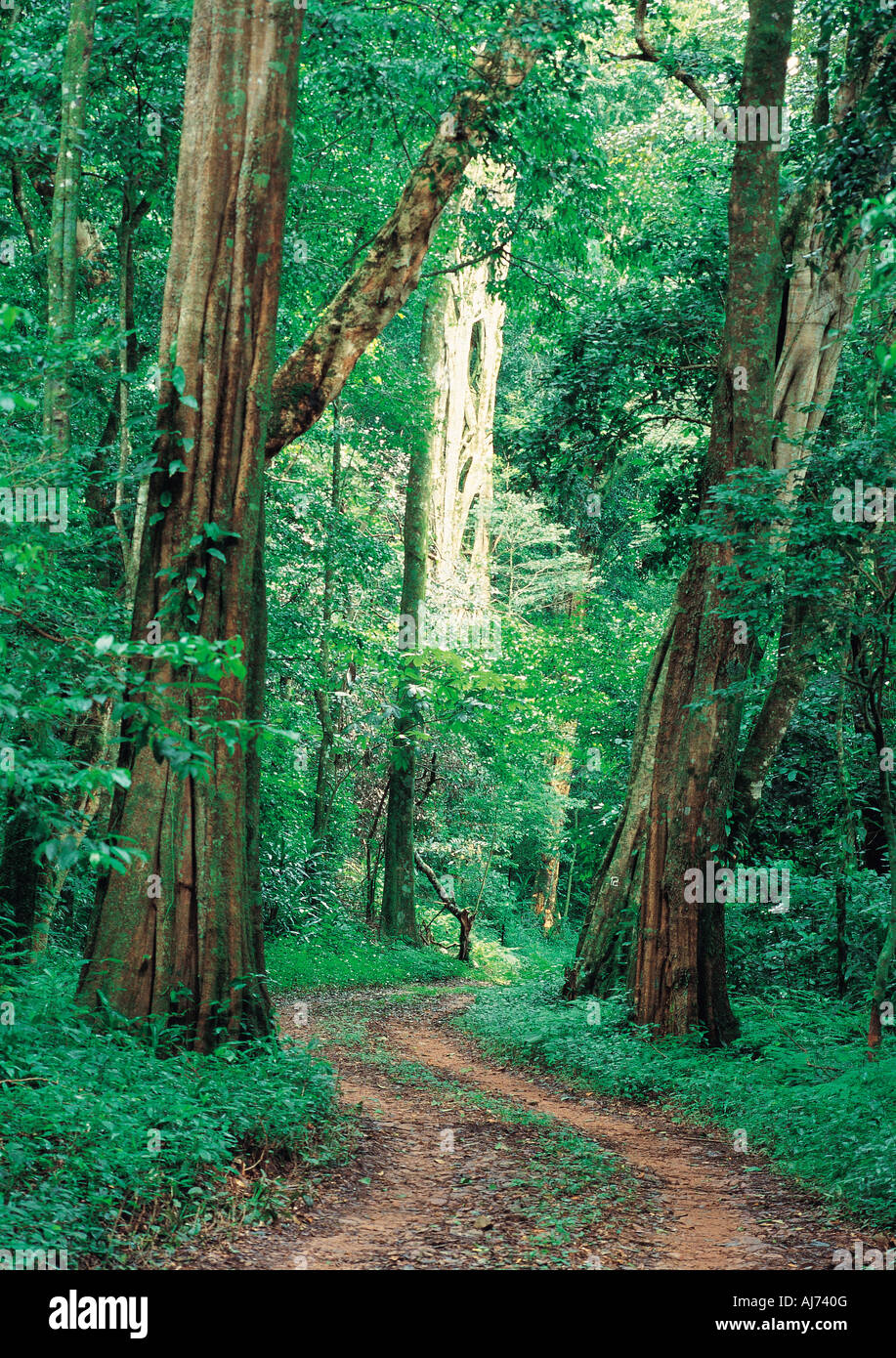 Una vía a través de la magnífica Chirinda bosque con árboles más altos en Zimbabwe Foto de stock