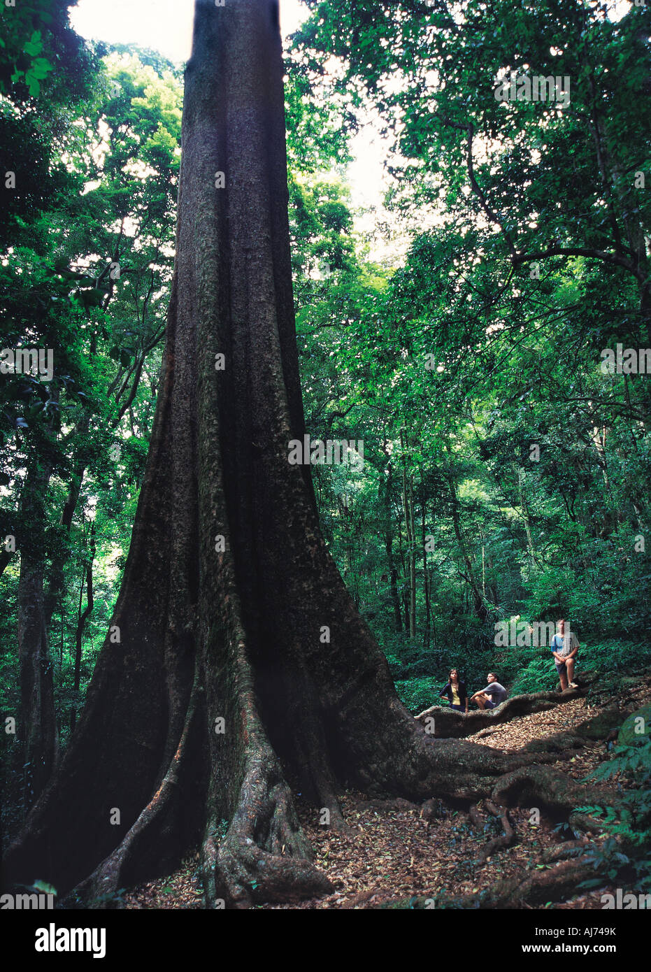  The Mahogany Tree * El árbol de caoba (English and