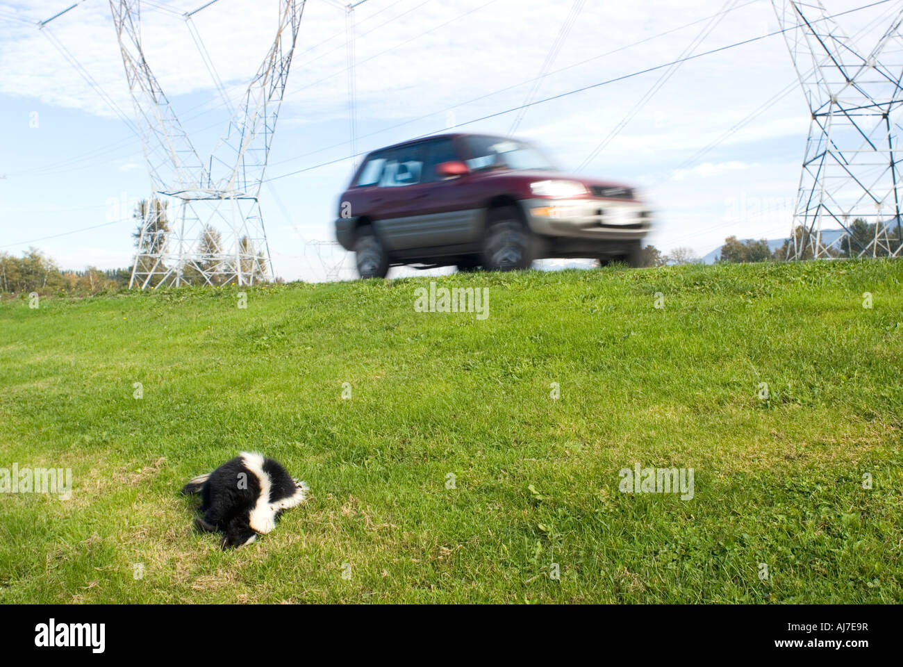 Dead skunk sentar al lado de la carretera después de ser golpeado por el vehículo Foto de stock