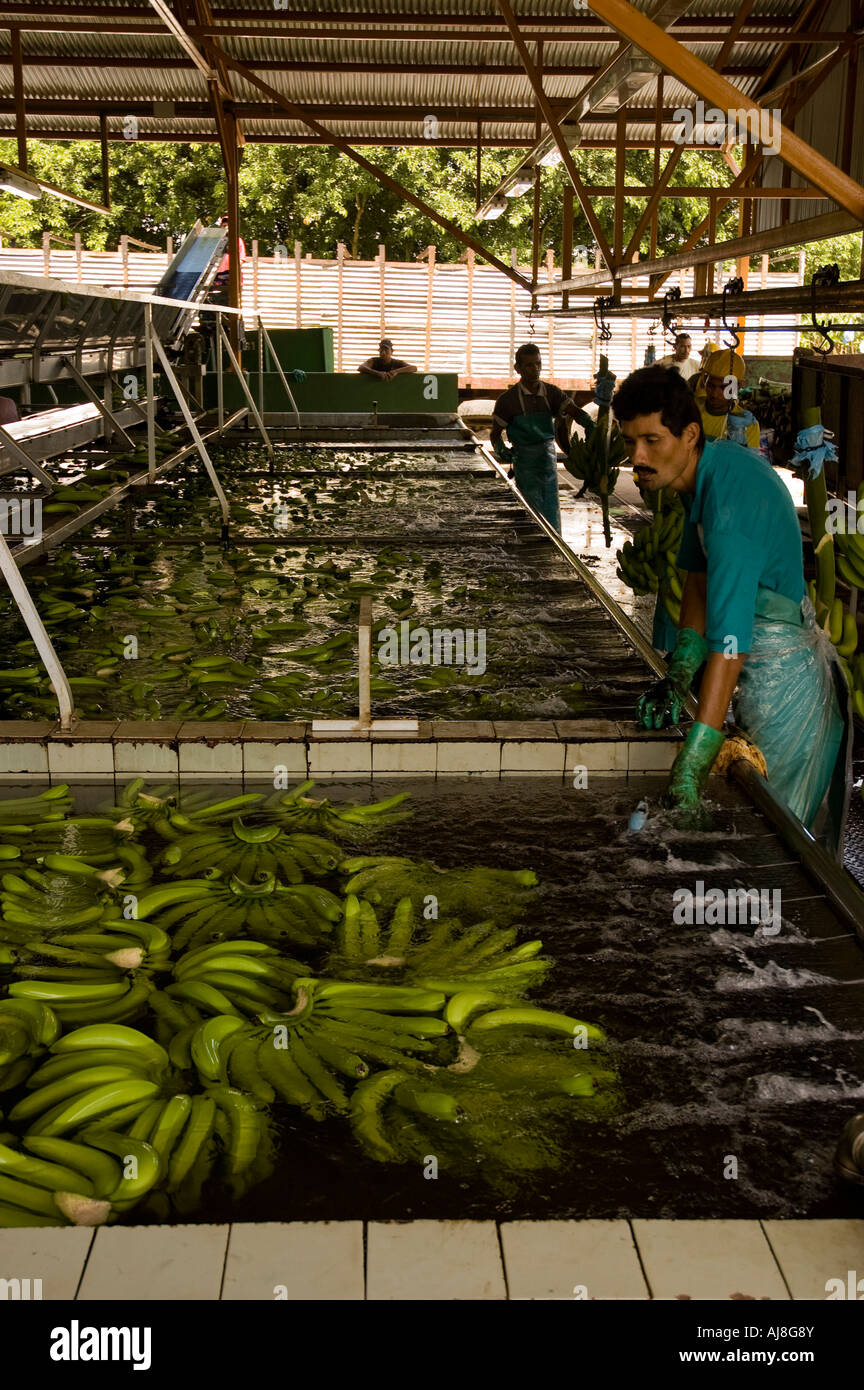 Los trabajadores en la planta de procesamiento de las plantaciones bananeras de Costa Rica Foto de stock