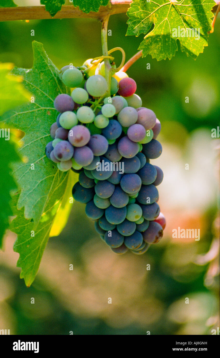 Uvas de viñedos de California Foto de stock