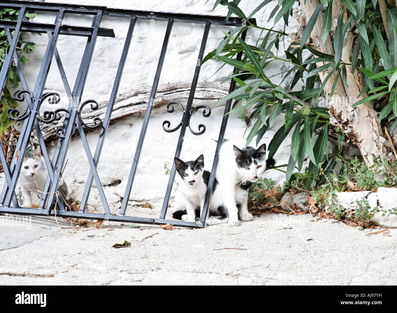Los gatos en la aldea de Hora Samothraki Islas Griegas Grecia Hellas Foto de stock