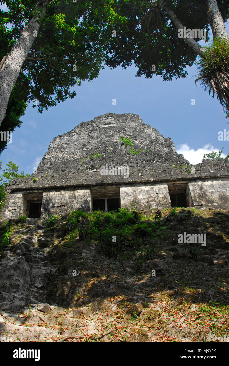 VI en el templo de Tikal, Guatemala Foto de stock