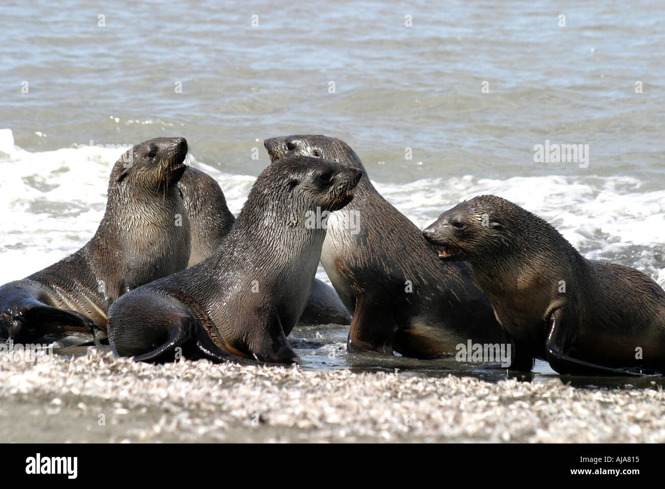 Grupo de lobos marinos jugando en las olas en la Bahía de St Andrews S Georgia Foto de stock