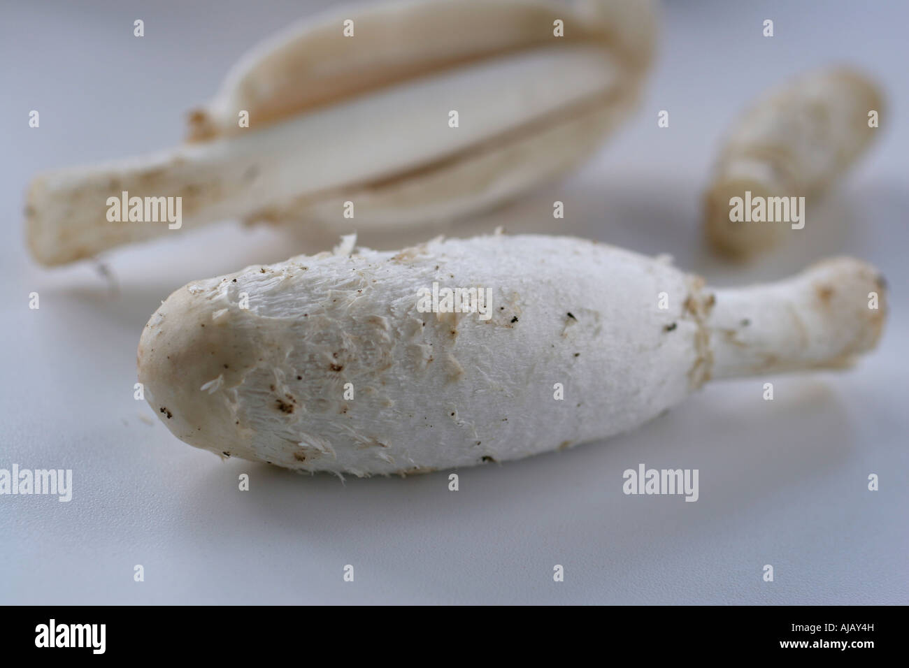 Shaggy mane mushroom en blanco placa de corte Foto de stock