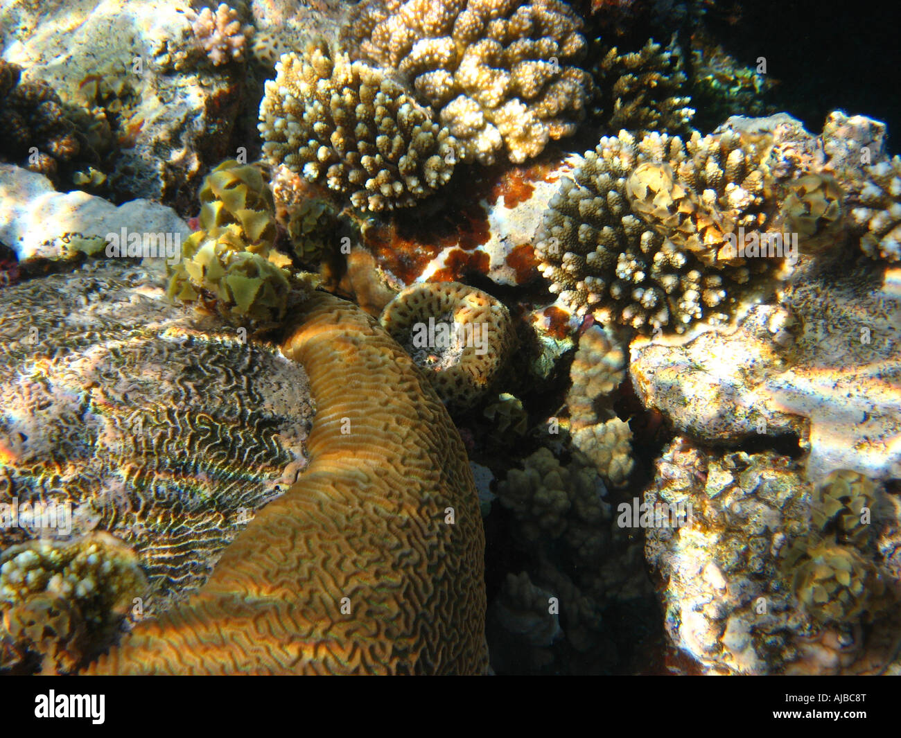 Imagen de buceo submarino de los corales en el Mar Rojo en el cañón cerca del sitio de buceo Dahab Sinaí Egipto Foto de stock