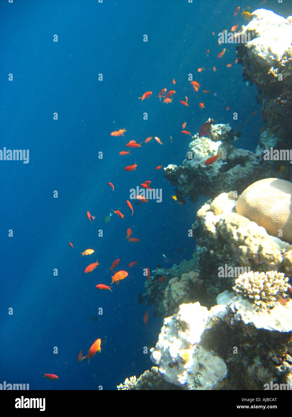 Submarinismo imagen de un enjambre de ifsh sobre el arrecife de coral en el Mar Rojo en el cañón cerca del sitio de buceo Dahab Sinaí Egipto Foto de stock