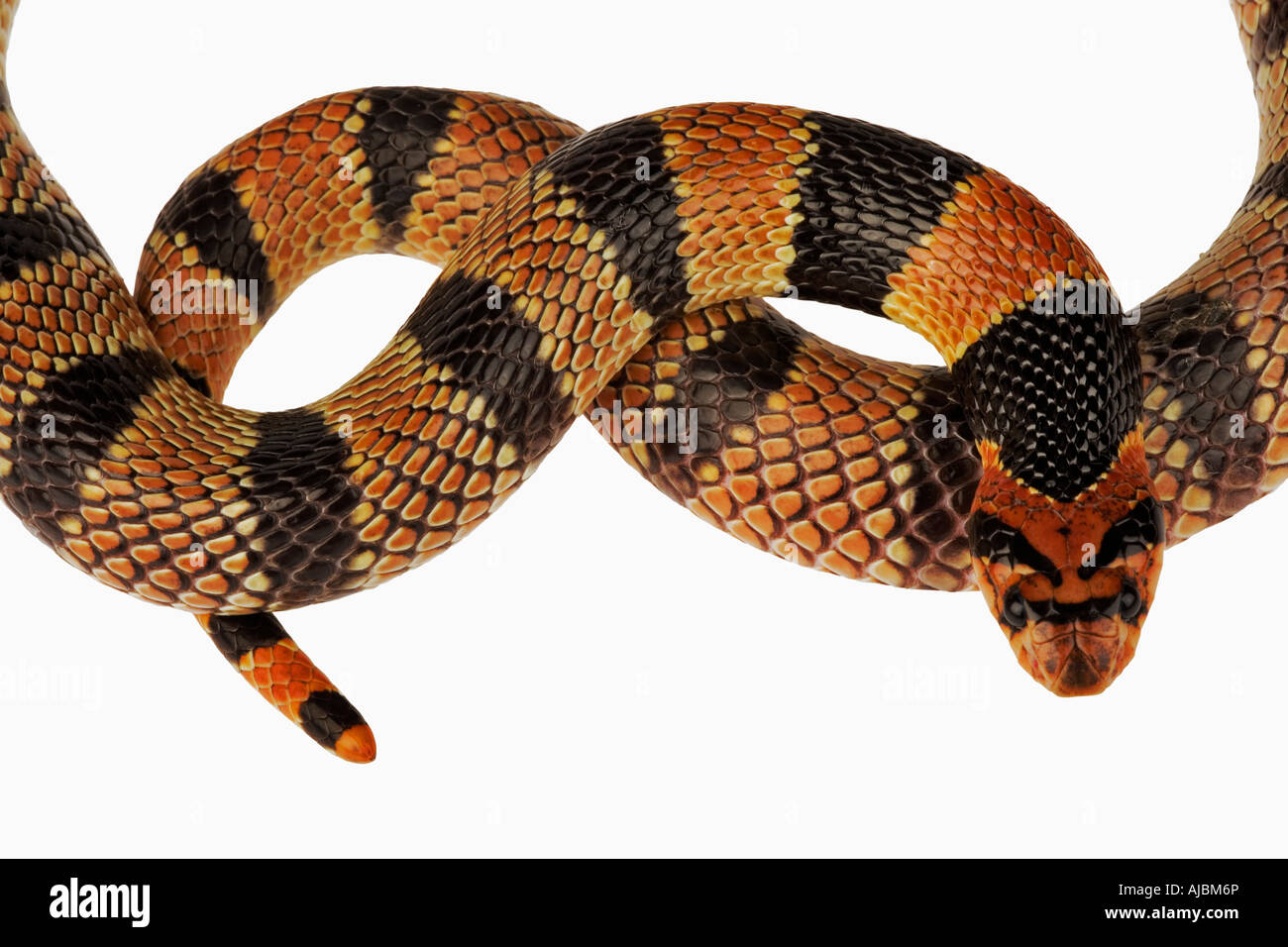 Retrato de la cabeza y la cola de una Serpiente (Cape Coral Aspidelaps lubricus lubricus) Foto de stock