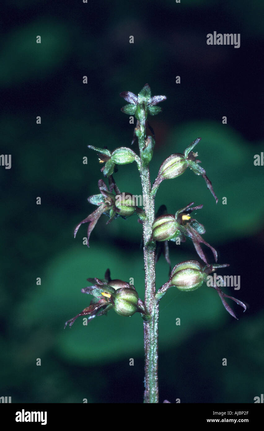 Menor twayblade, corazón-hojas twayblade, heartleaf twayblade (Listera cordata), inflorescencia, Alemania, Selva Negra. Foto de stock