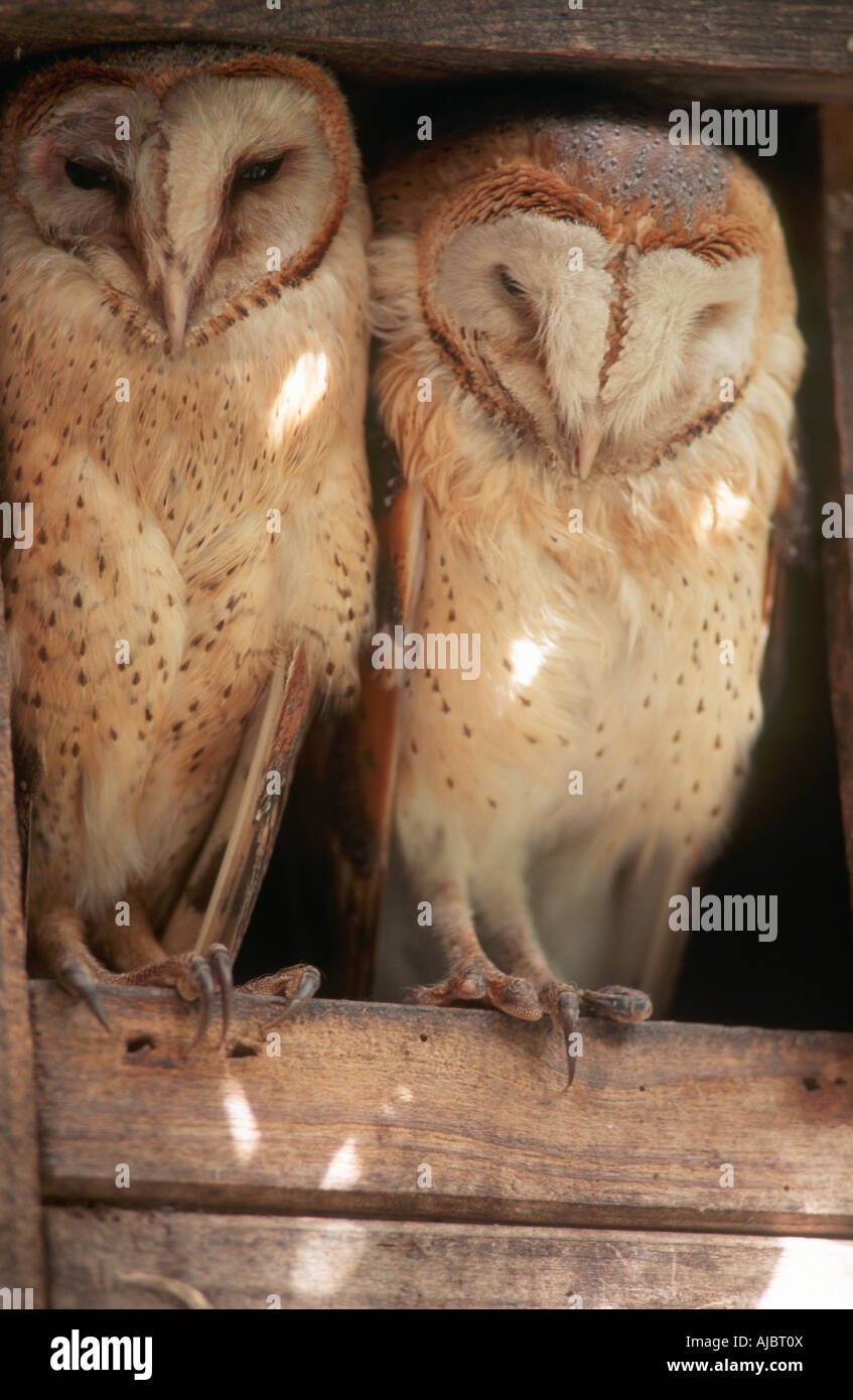Una pareja de lechuzas (Tyto alba Fotografía de stock - Alamy Una pareja de lechuzas (Tyto alba Fotografía de stock - Alamy