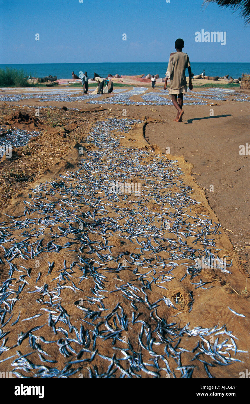 Los pequeños peces cíclidos llamado spread sobre paños para secar al sol en la orilla del Lago Malawi Malawi África meridional Foto de stock