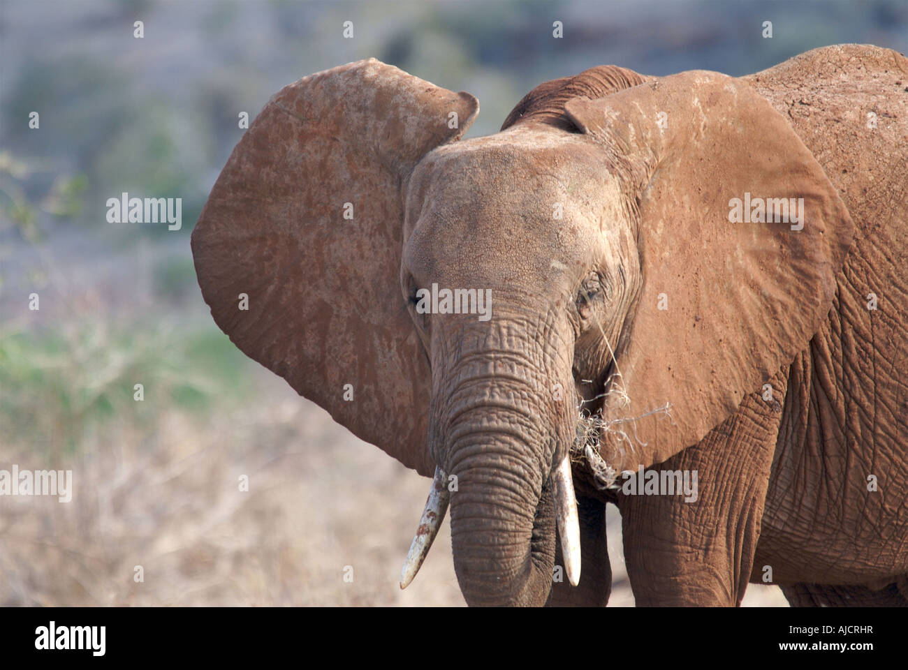 Los elefantes enormes orejas Foto de stock