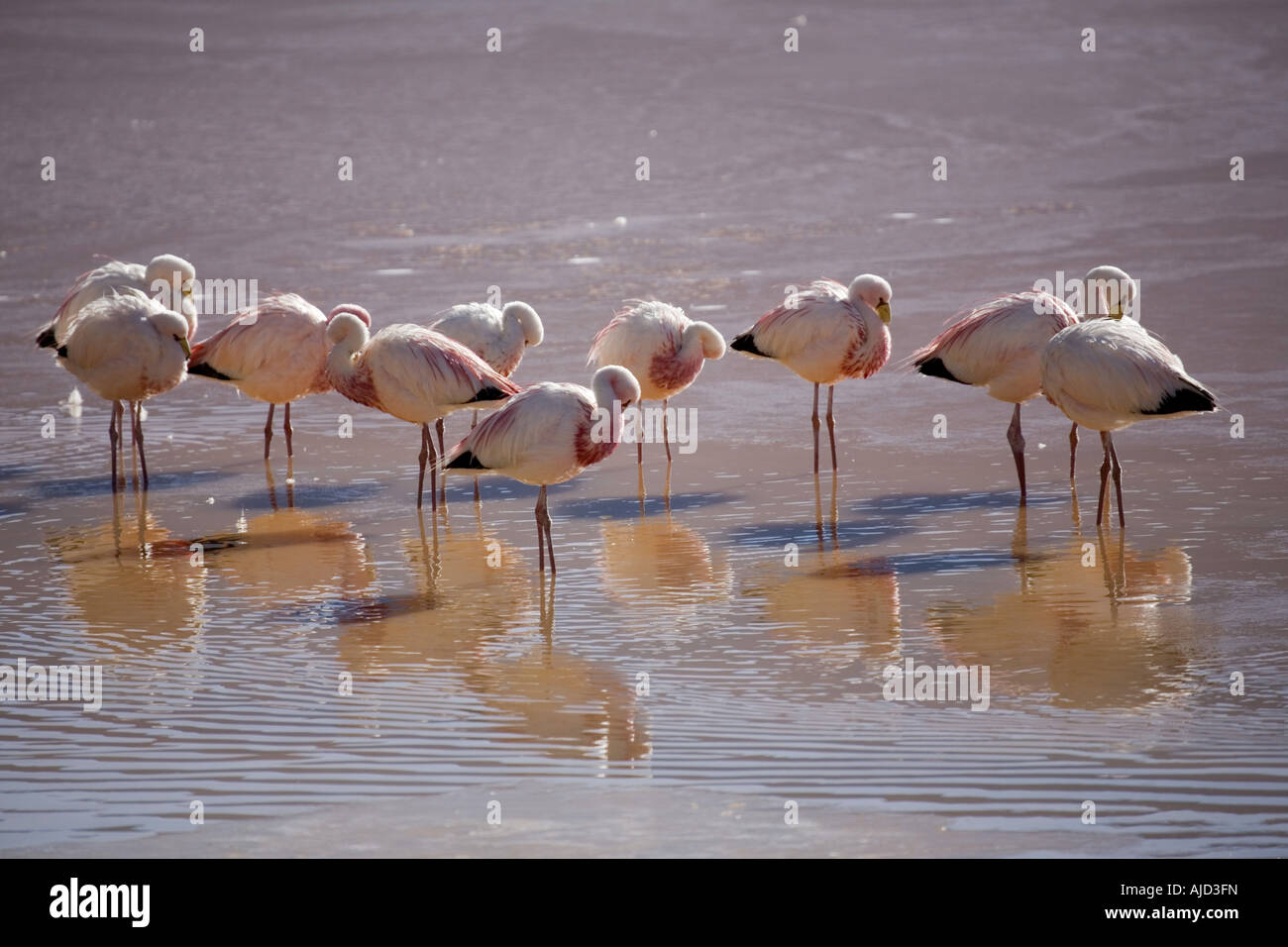 James' flamingo (Phoenicoparrus jamesi), descansando en la Laguna Colorada, Bolivia Foto de stock