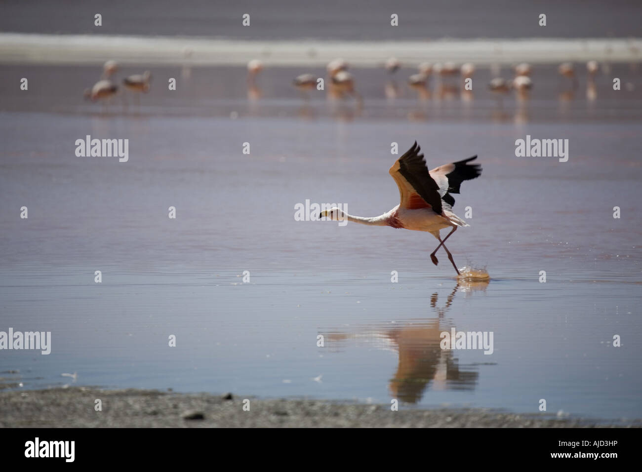 James' flamingo (Phoenicoparrus jamesi), volar; Laguna Colorada, Bolivia Foto de stock