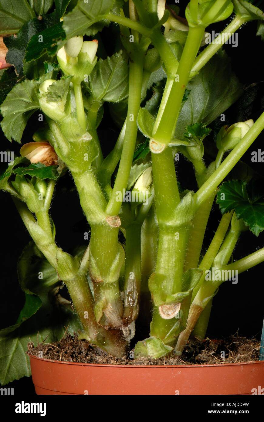 El moho gris Botrytis cinera infección en el tallo de una planta de casa begonia Foto de stock