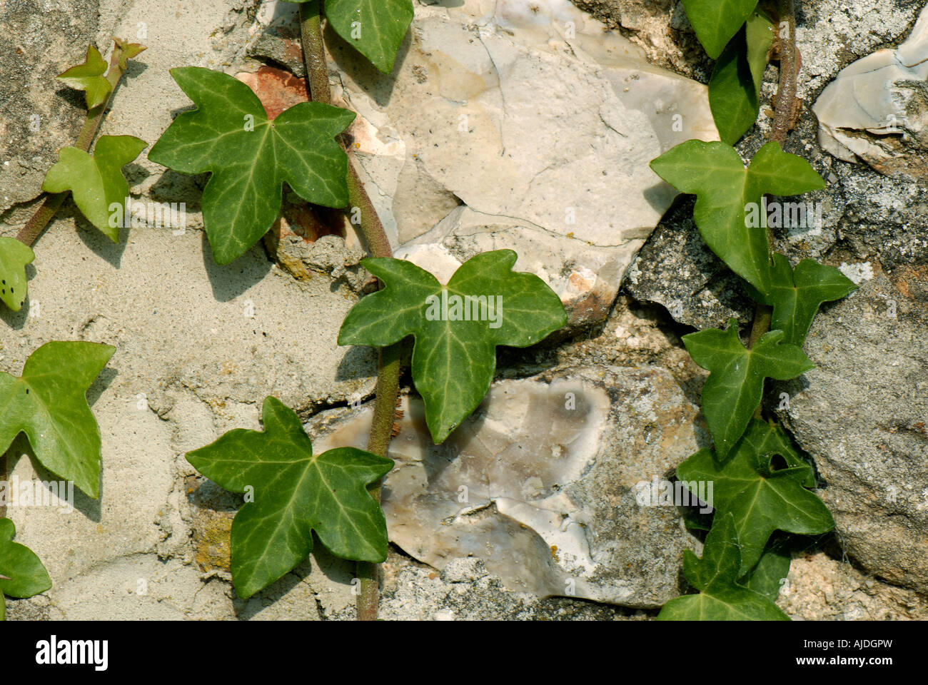 Hiedra Hedera helix crecen en la pared del granero de piedra Foto de stock