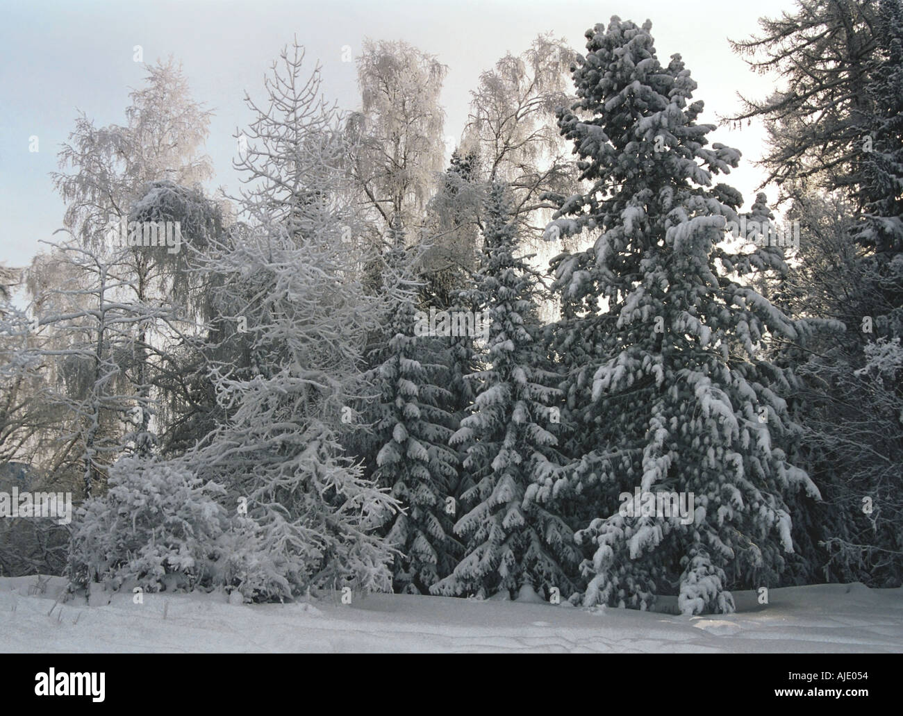Bosque de invierno Altai en Rusia Foto de stock
