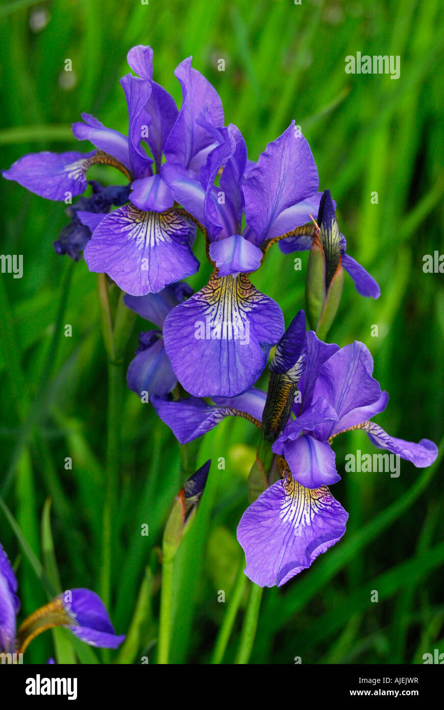 Flores de iris holandés Foto de stock