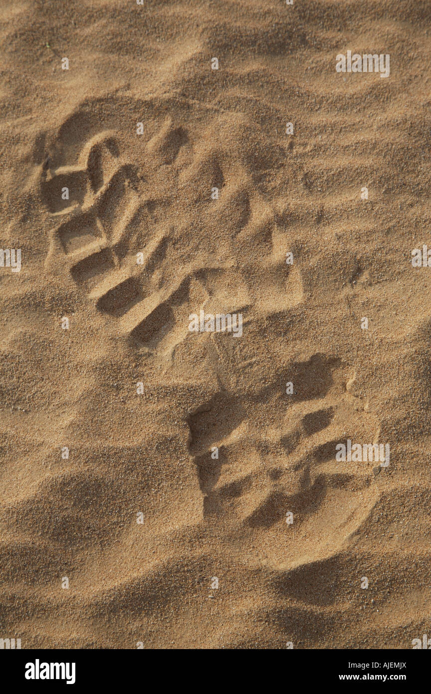 Obrero y de trabajadores imprimir inicio en la arena del desierto en los emiratos árabes unidos, EAU, oriente medio closeup detalle Foto de stock