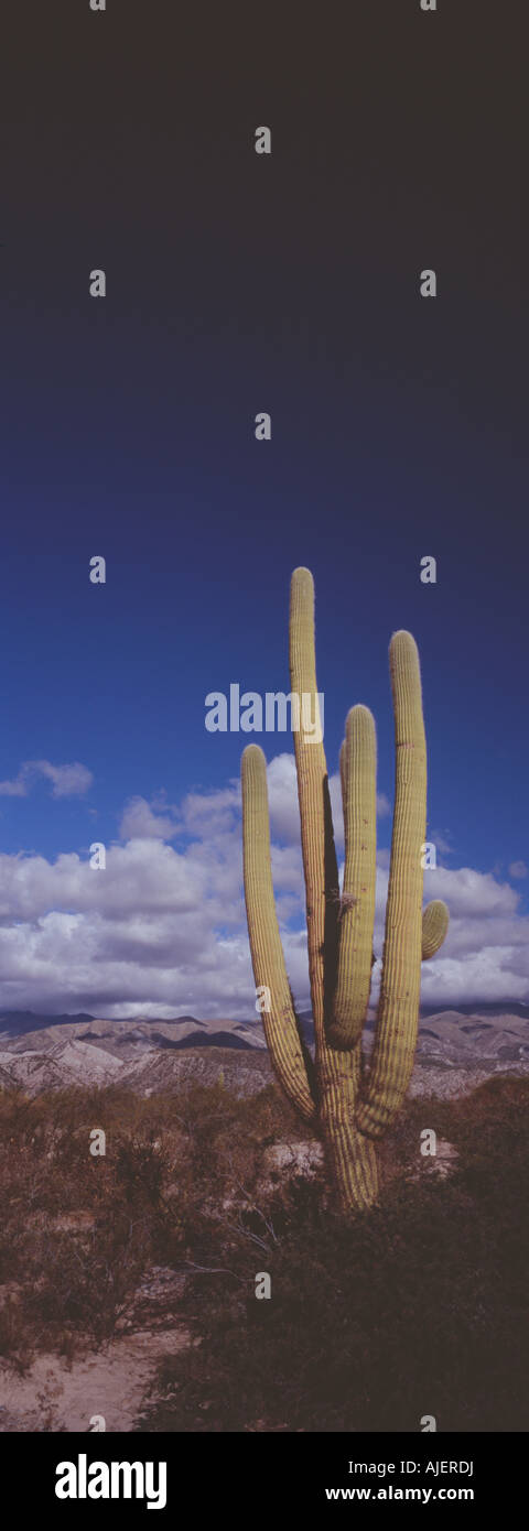 Cactus grandes en el desierto, el desierto de Atacama, Chile Foto de stock