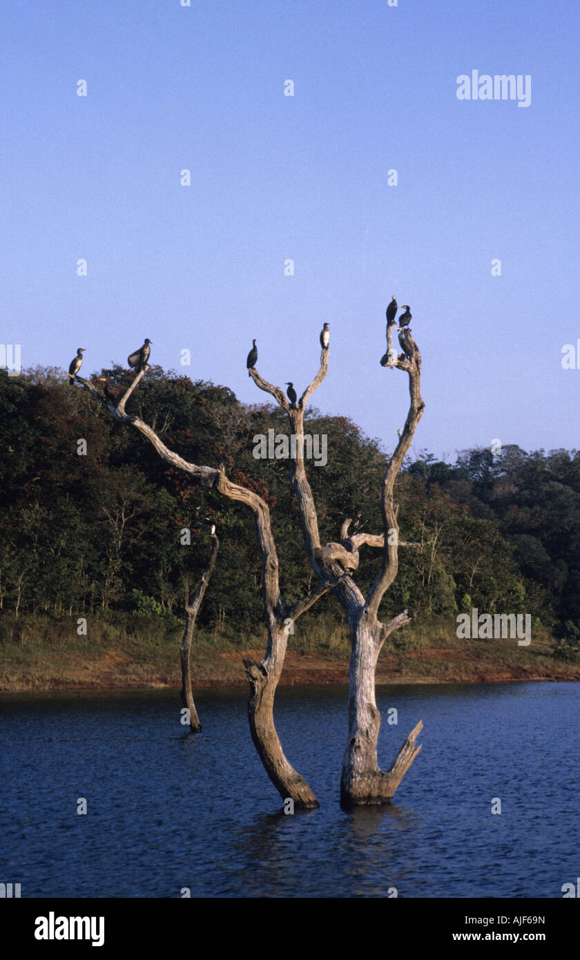 El sur de la India, Kerala Periyar National Park Lake Foto de stock