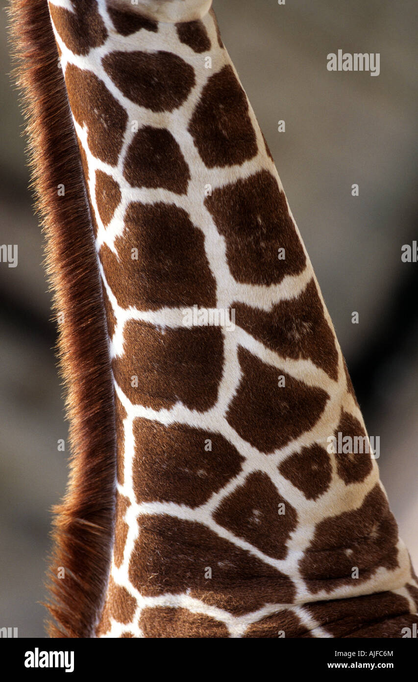 Cuello de jirafa Foto de stock