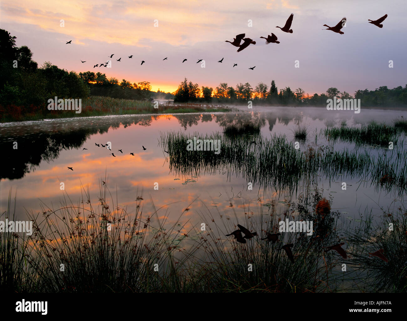 Los gansos de Canadá la migración del sur de Nueva Jersey Foto de stock