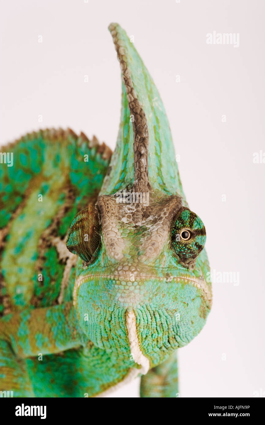 Retrato de velado camaleón del Yemen Calyptratus Foto de stock