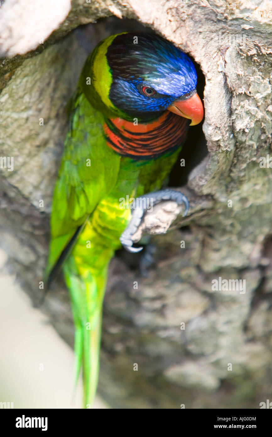 Rainbow Lorikeet encaramado a la entrada del agujero del tronco de un