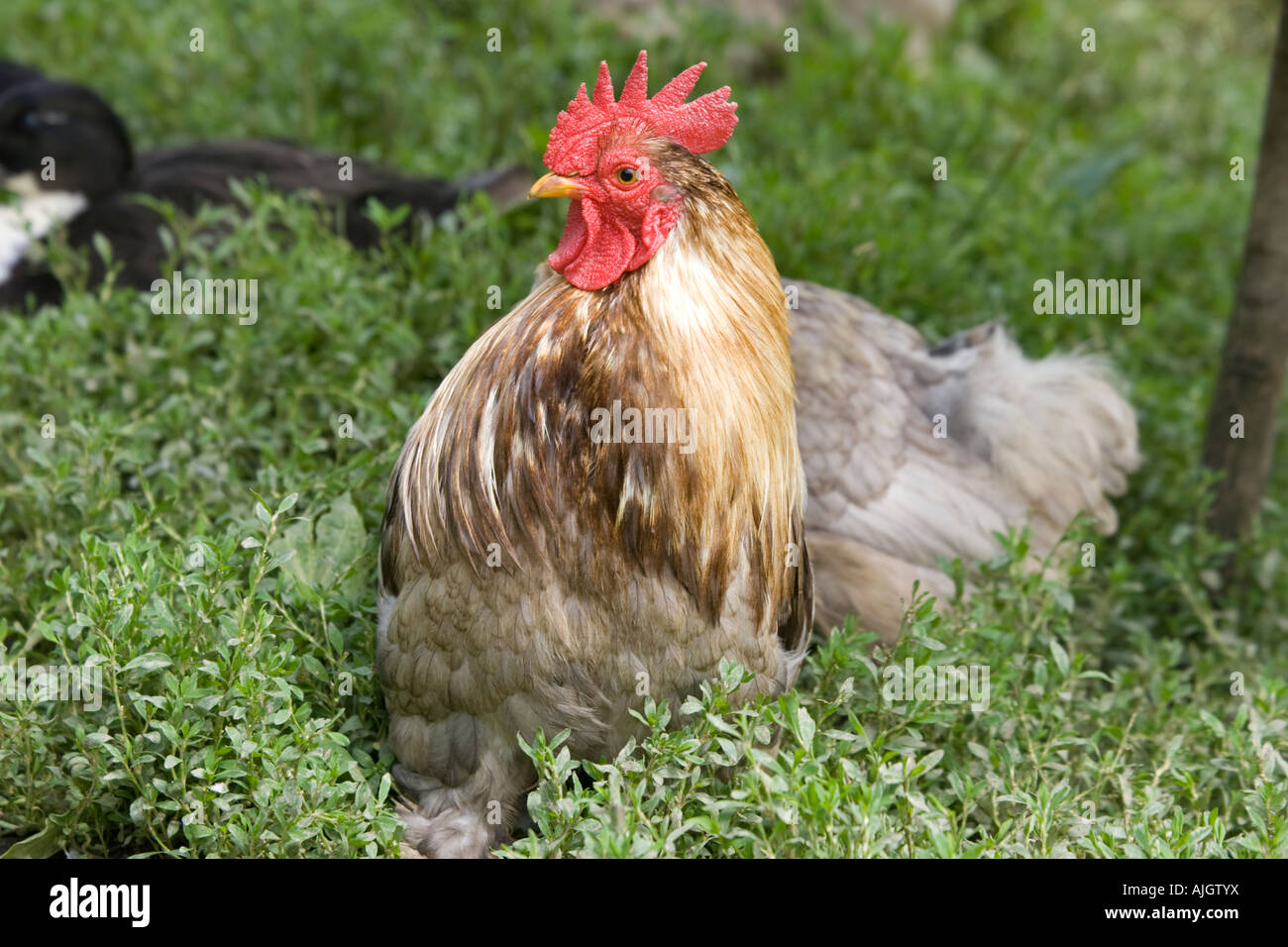 Pekin o Cochin pollos bantam gallo Cotswolds UK Foto de stock