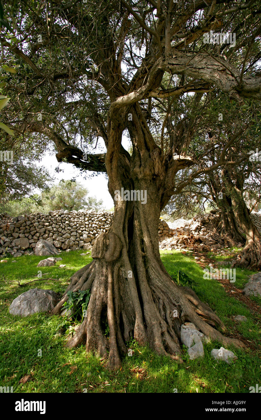 Alte Olivenbaeume en Lun auf der Insel Pag | viejos olivos de LUN en la isla de Pag Foto de stock