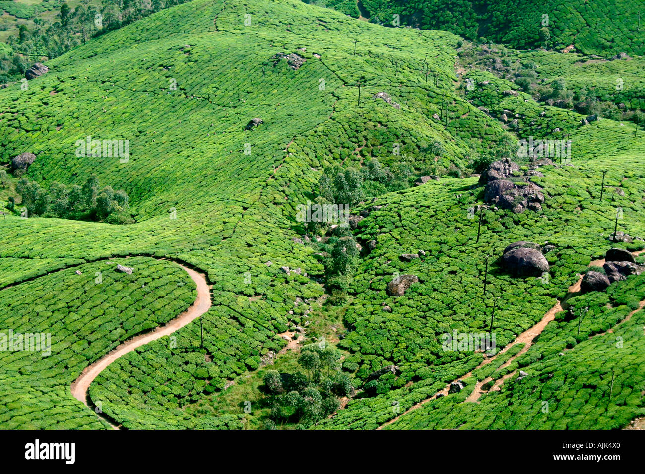 Un jardín de té, Munnar India Foto de stock