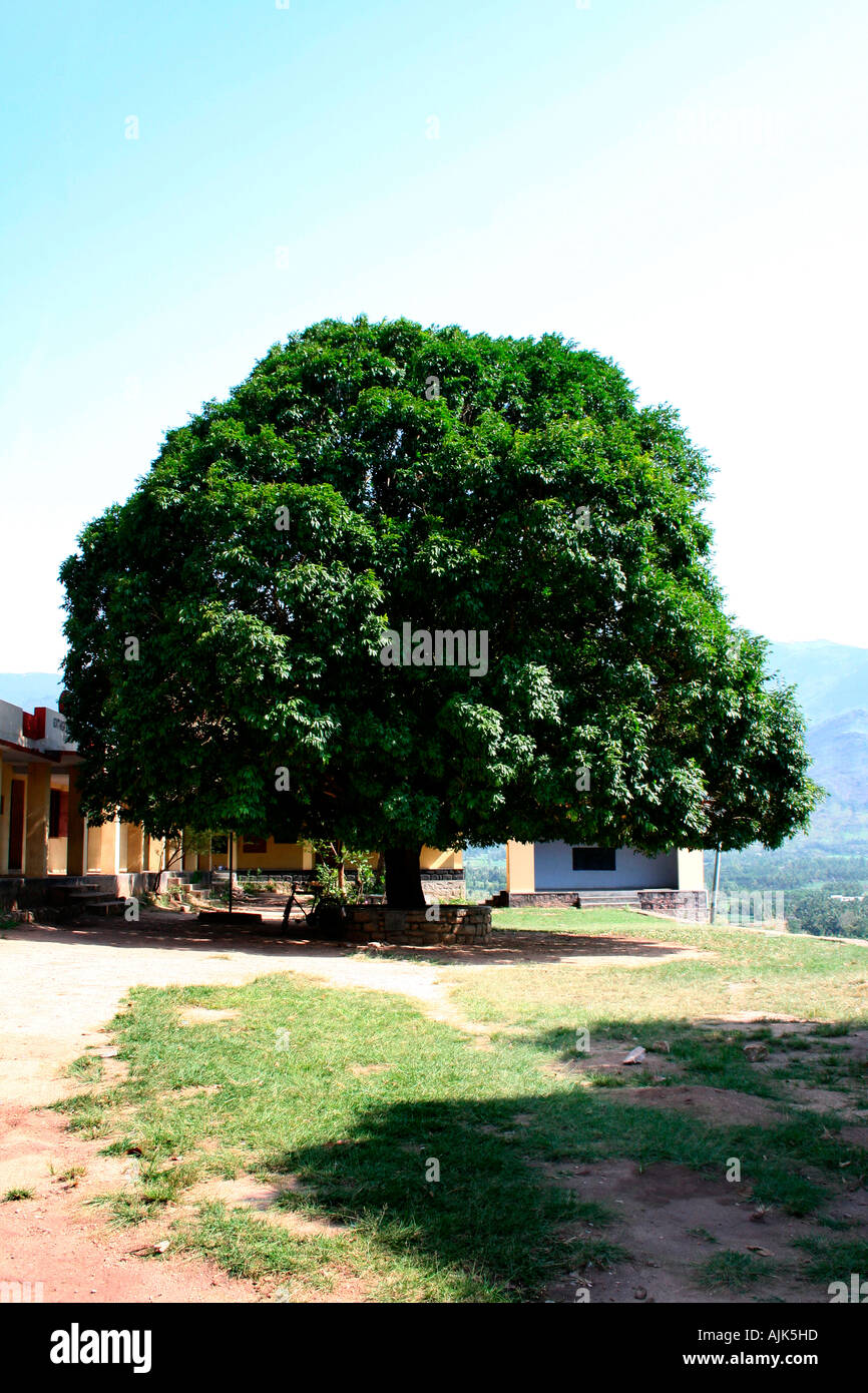 Un árbol con follaje denso cerca de un edificio en la cima de una colina Foto de stock