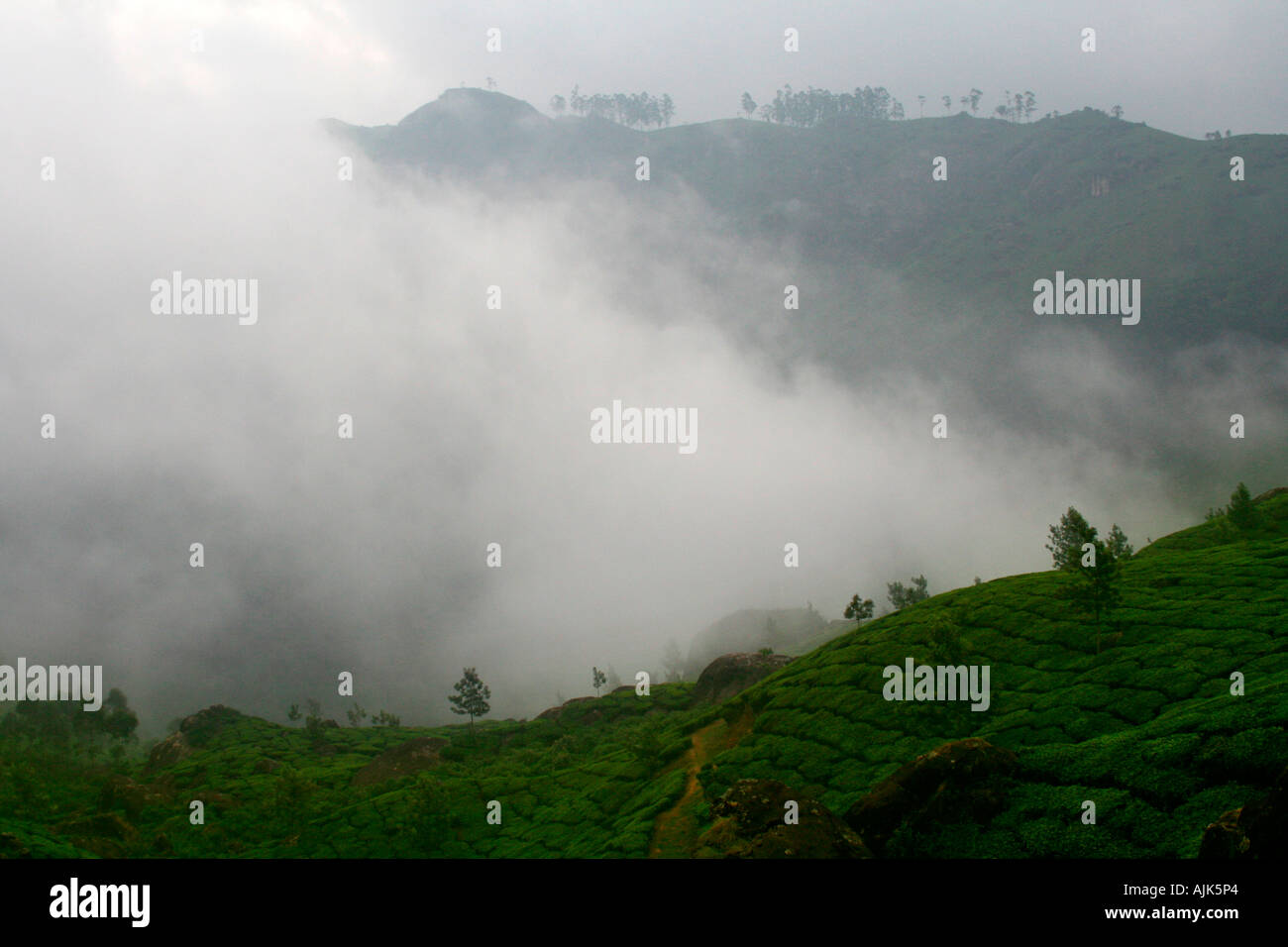 Las verdes colinas y valles cubiertos de neblina de Munnar, Kerala hill station Foto de stock