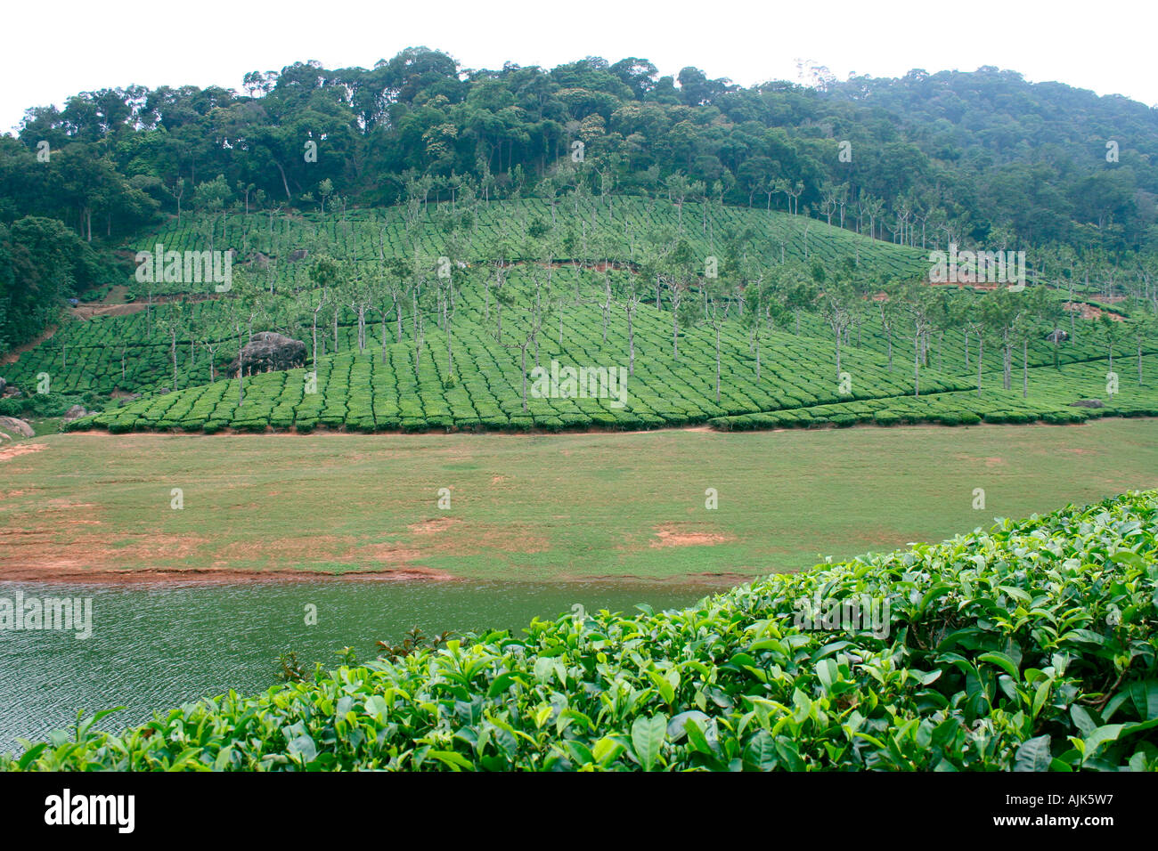 El encanto de verdor con aguas verdes, verdes pastizales y espesa vegetación verde en una estación de la colina en Munnar, Kerala Foto de stock