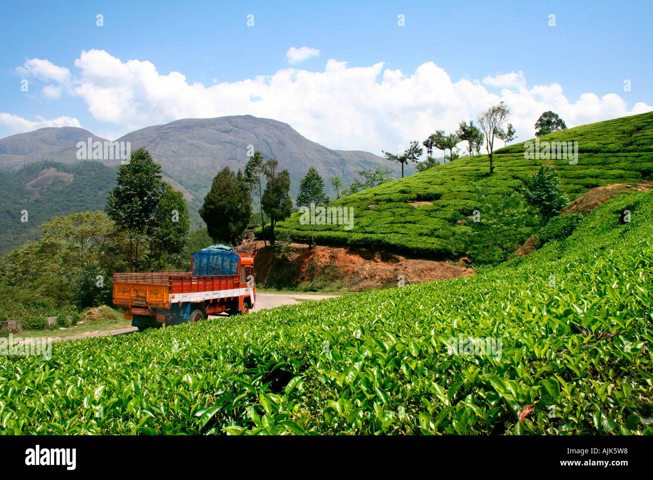 Un camión que pasa a través de un angosto camino cerca de una finca de té en Munnar, Kerala, India Foto de stock