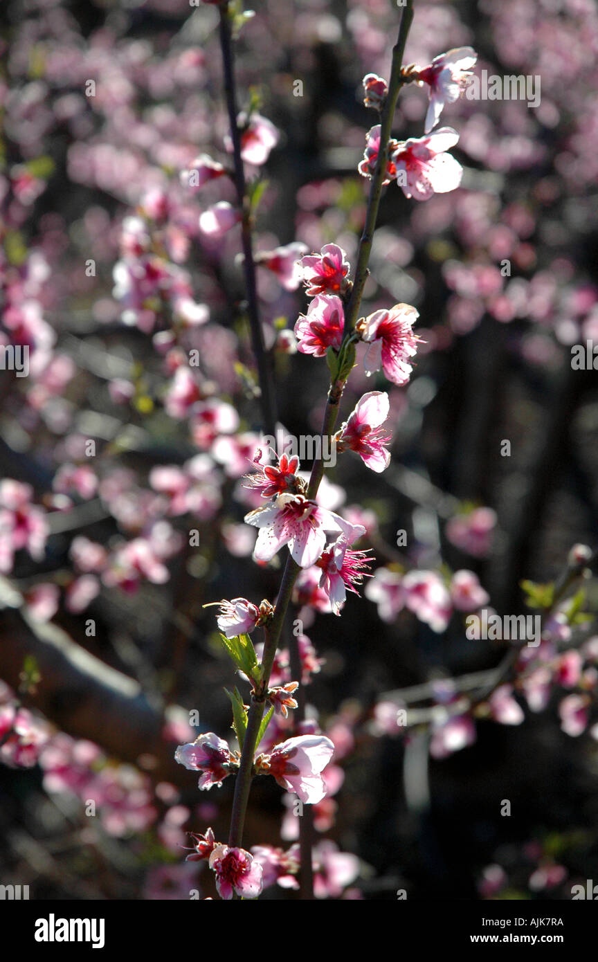 Flor de almendro rosa fotografías e imágenes de alta resolución - Alamy