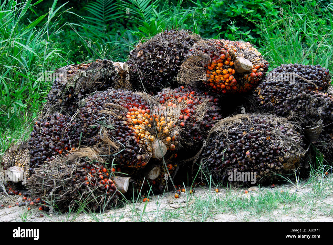 Frutos de palma de aceite en la carretera en Sabah, Borneo, Malasia Foto de stock