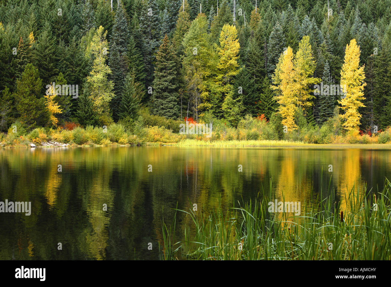 Caída de árboles color reflejado en el lago Foto de stock