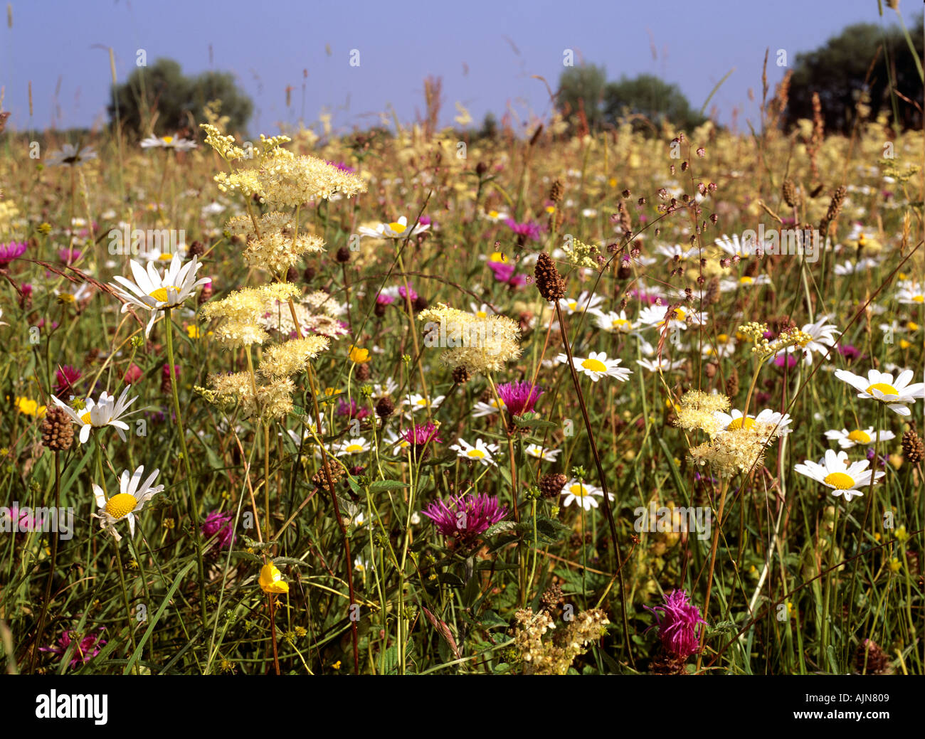 Flores silvestres North Meadow Reserva Natural Nacional Wiltshire, Inglaterra Foto de stock