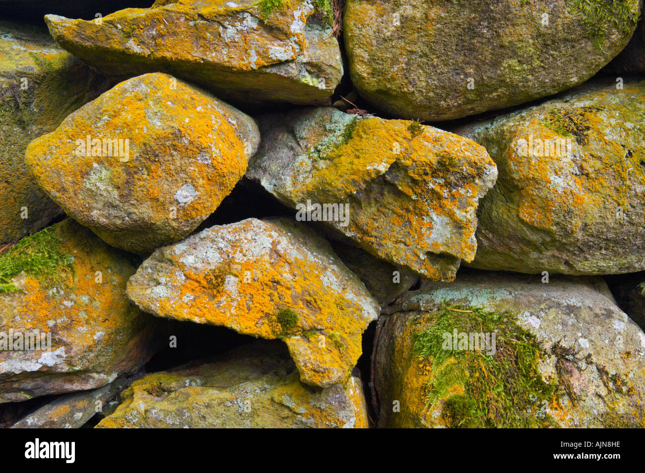 Un muro de piedra seca tradicionales cubiertos de musgo y líquenes en el Parque Nacional Lake District Cumbria, Inglaterra. Foto de stock