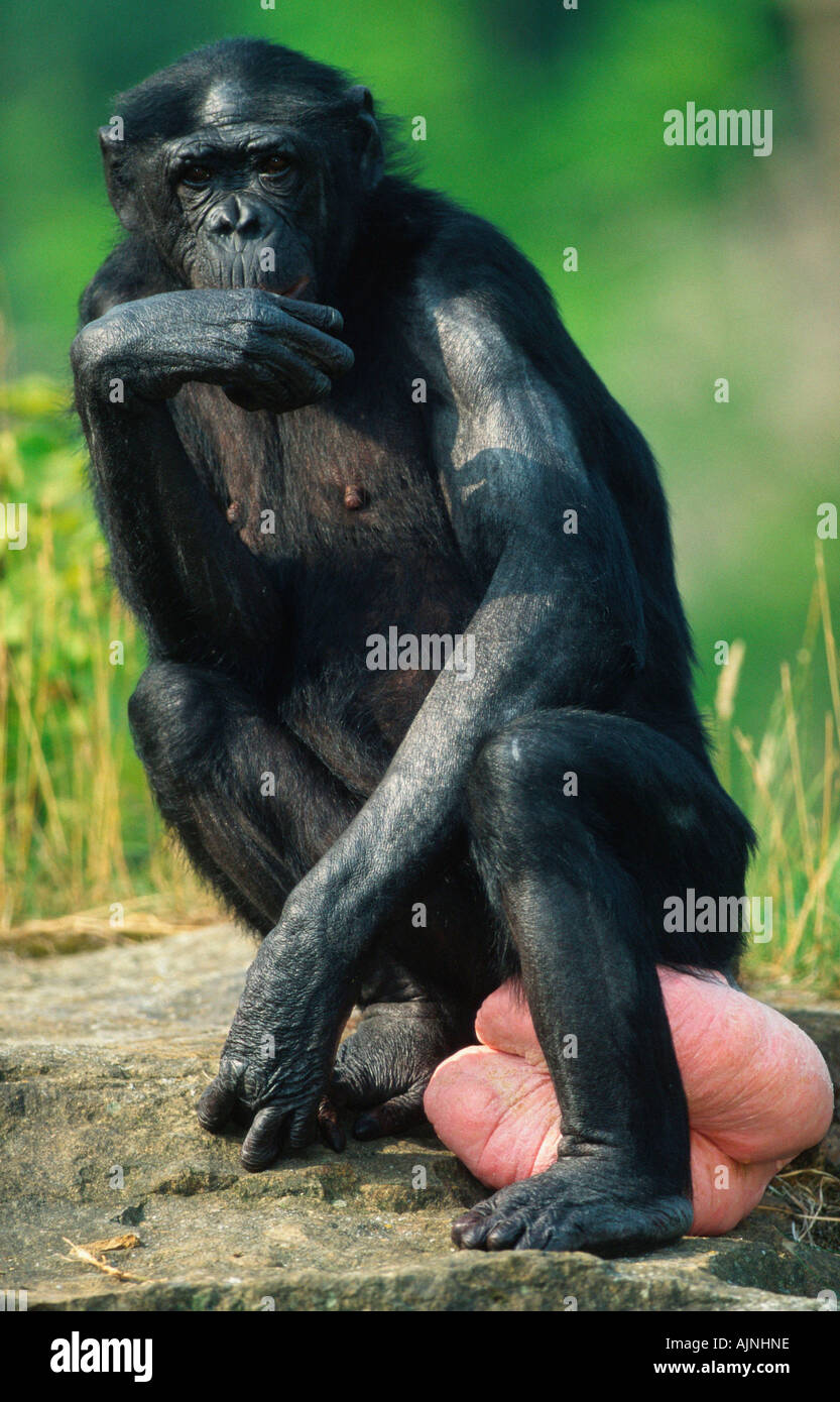 bonobo-pan-paniscus-en-celo-hembra-chimpance-pigmeo-ajnhne.jpg