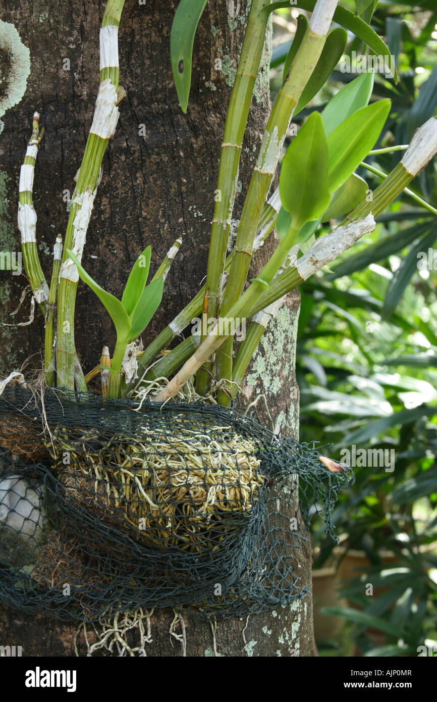 Orquídea epífita adjunta a un tronco de árbol Fotografía de stock - Alamy