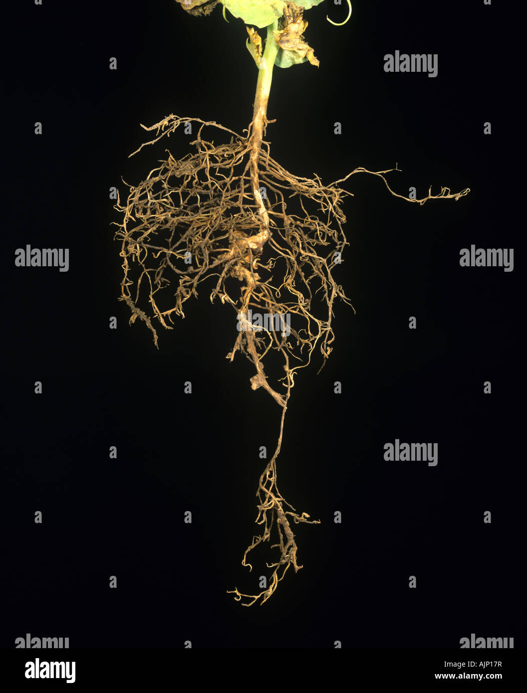 Stubby root o Trichodorus nematodo Pratylenchus spp daño a raíces de guisantes Foto de stock