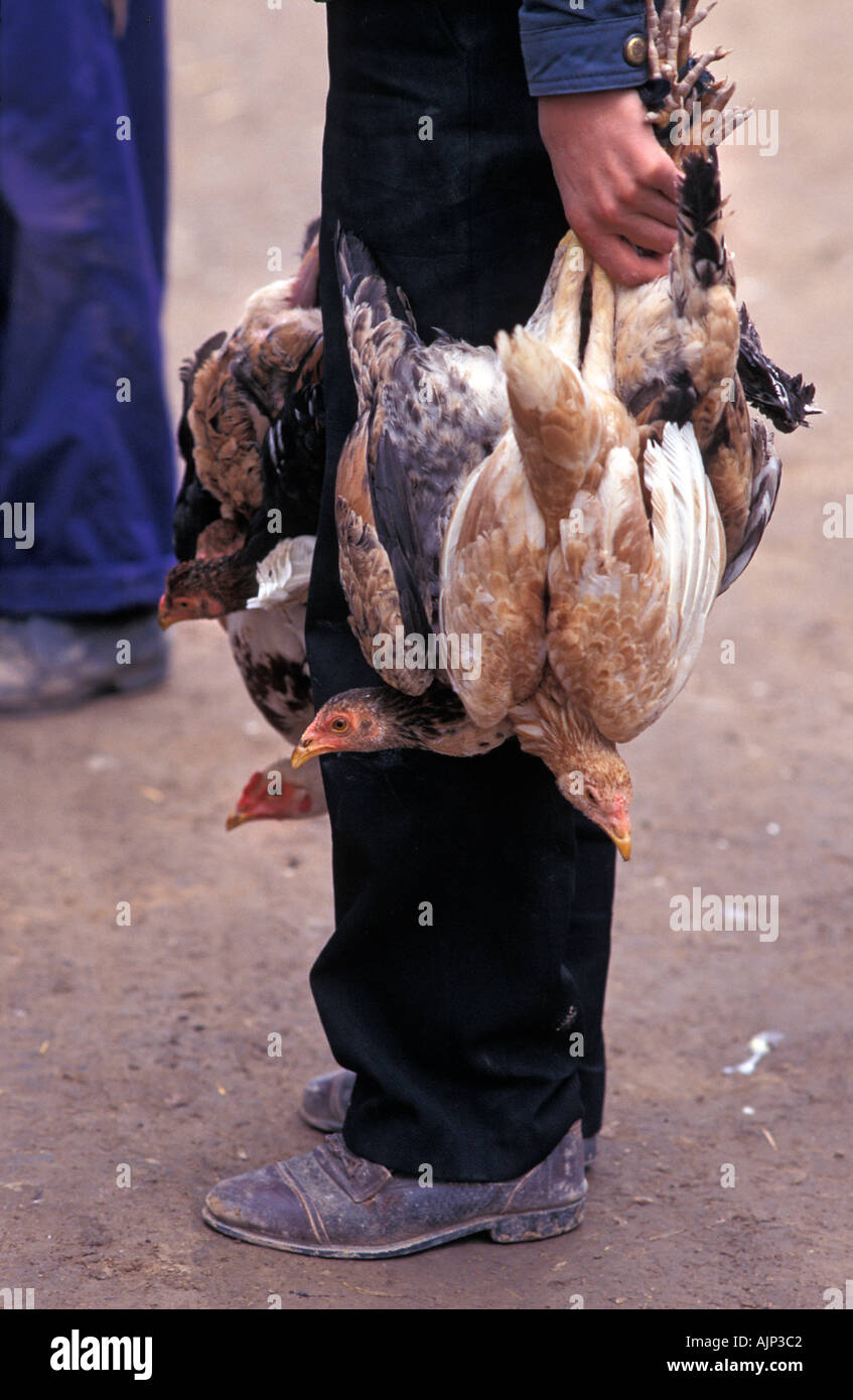 El hombre agarrando pollos a comprar o vender a Kashgar Kashgar es el mercado chino en el final de la carretera de Karakoram China Foto de stock