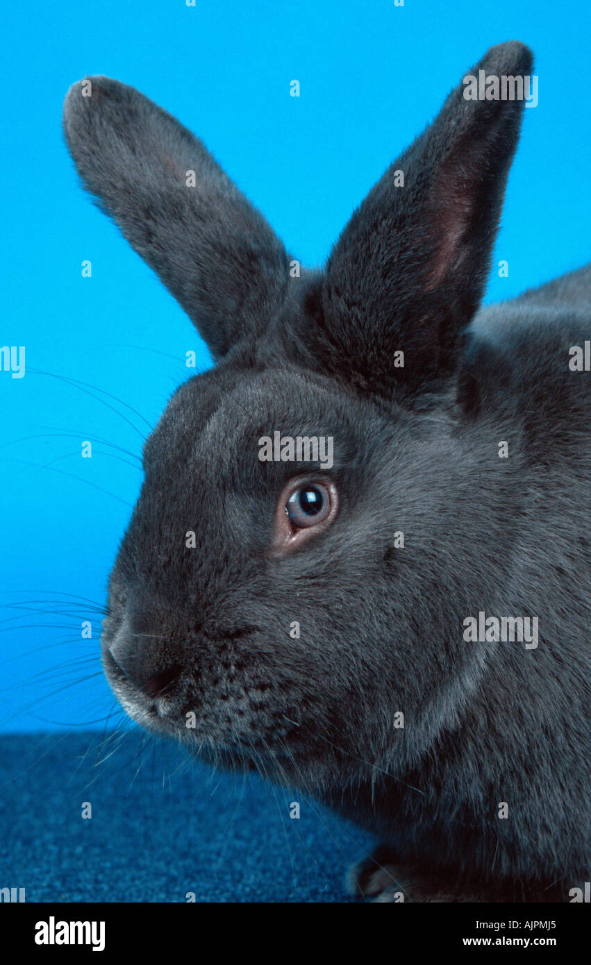 Conejo doméstico vienés azul Foto de stock